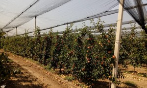 20799452_746086505596801_5964631934190979992_n