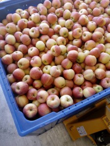 20881849_746086695596782_2787231998409891407_n