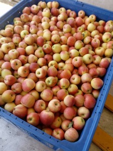 20882247_746086825596769_3754614448008756571_n