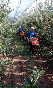 20882720_746086758930109_457165184487050996_n